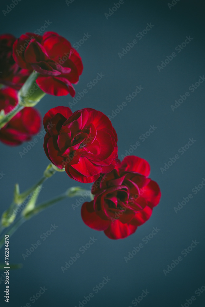 Red carnations isolated on dark blue Red carnations isolated on dark blue