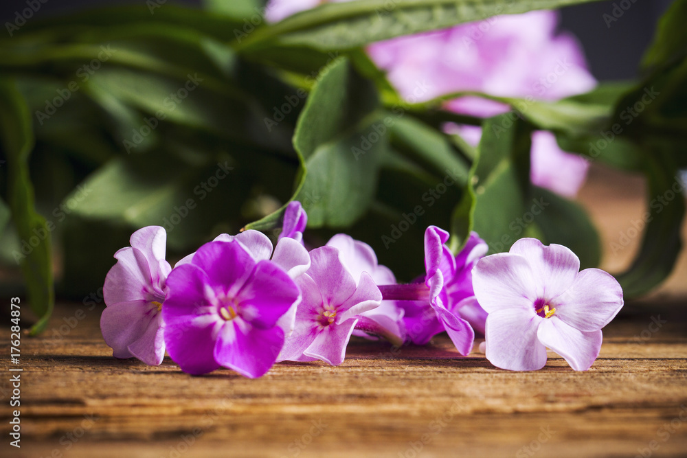 Hortensia flowers on wooden table, closeup Hortensia flowers on wooden table, closeup