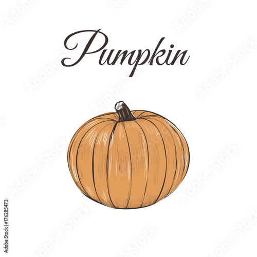 pumpkin is orange. Vector illustration of a pumpkin