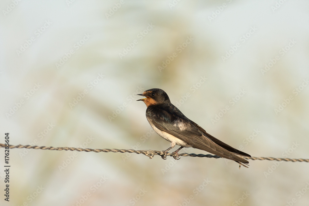 Fototapeta premium Barn swallow