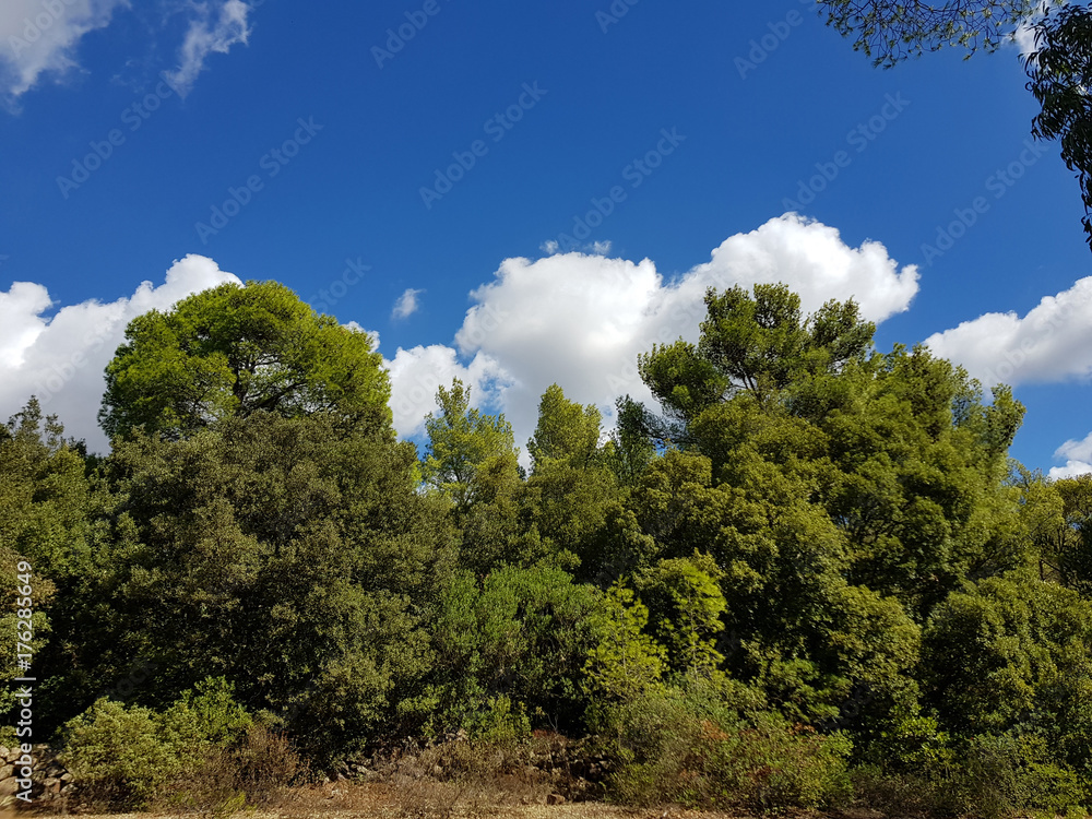 Obraz premium alberi