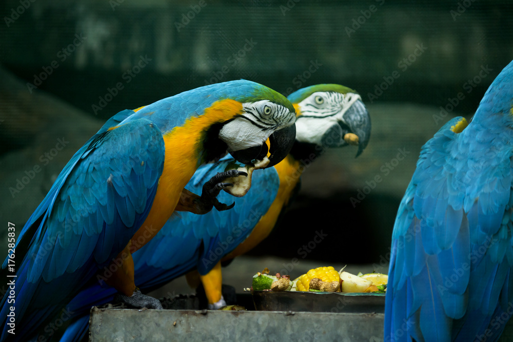 macaw