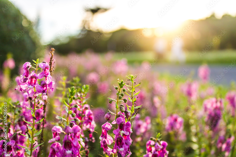 Obraz premium Purple flowers in the morning with orange sunshine in the garden during the summer.