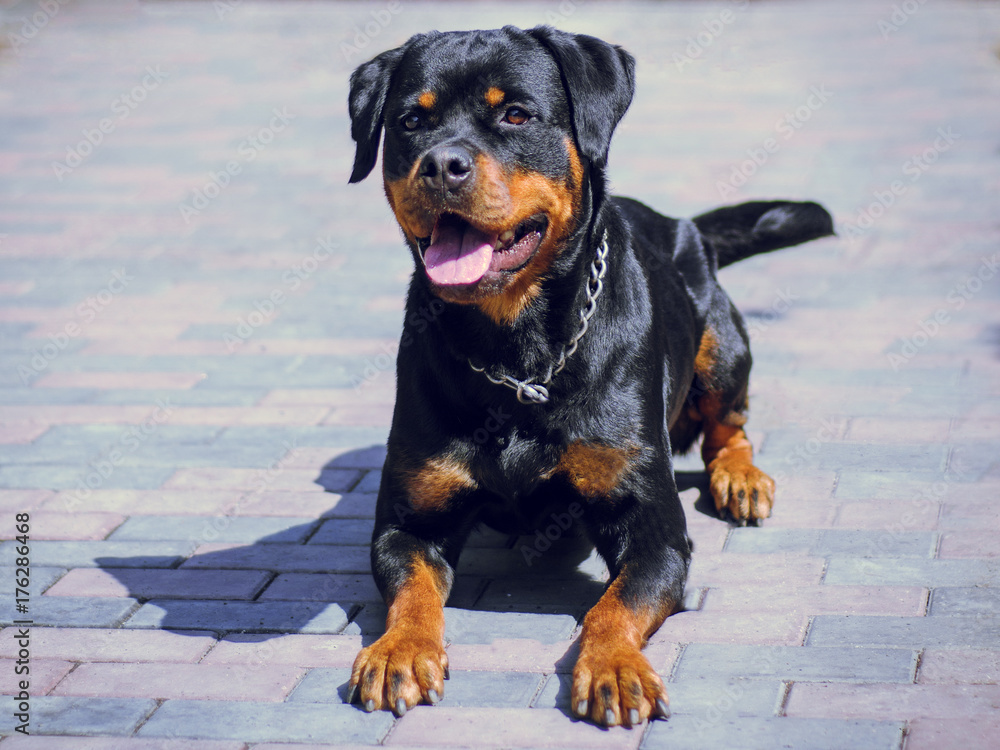 portrait of a dog of breed a rottweiler on walking