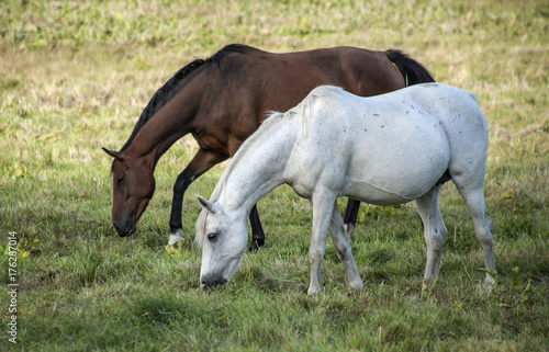 Hästar som går och betar en vit den andra brun
