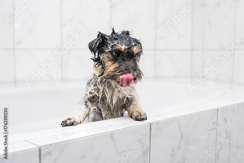 Jack Russell - Nasser Hund in der Badewanne