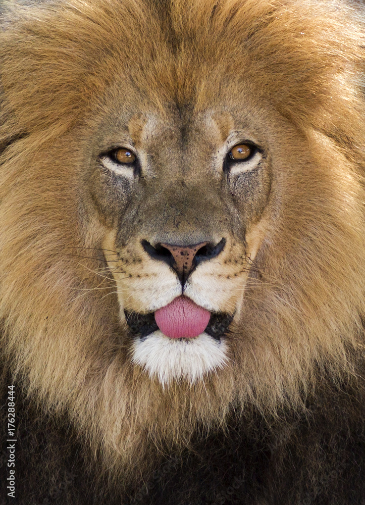 Fototapeta premium humorous portrait of a lion sticking its tongue out