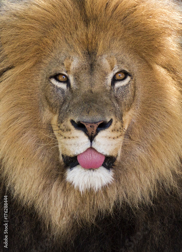 humorous portrait of a lion sticking its tongue out