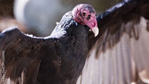 close-up portrait of a turkey vulture spreading its wings photo