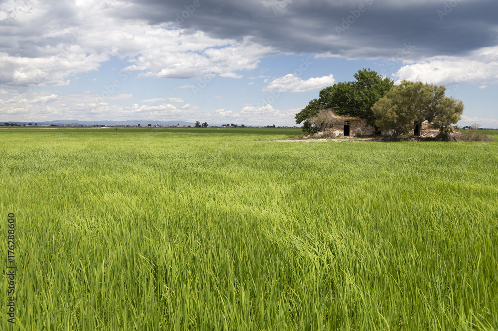Classic Ebro delta landscape with its rice fields