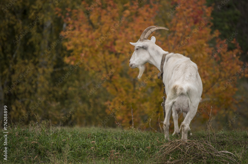 White goat on a background of bright red autumn trees White goat on a background of bright red autumn trees