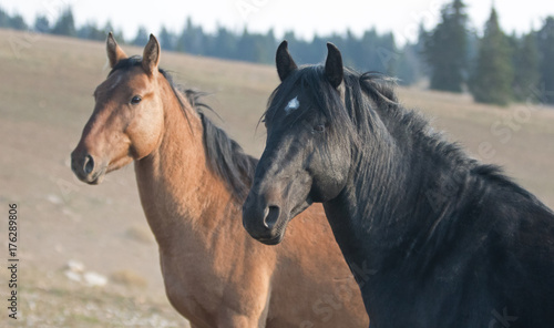 Wild Horses in Montana United States - Black stallion with his Dun mare in the Pryor Mountains Wild Horse Range © htrnr