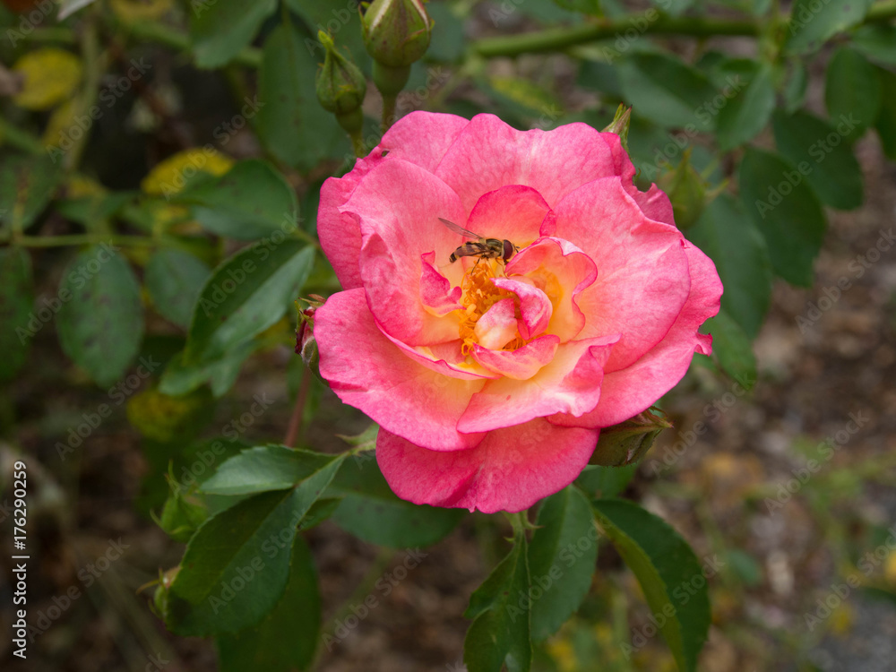 Bee in a Red Rose