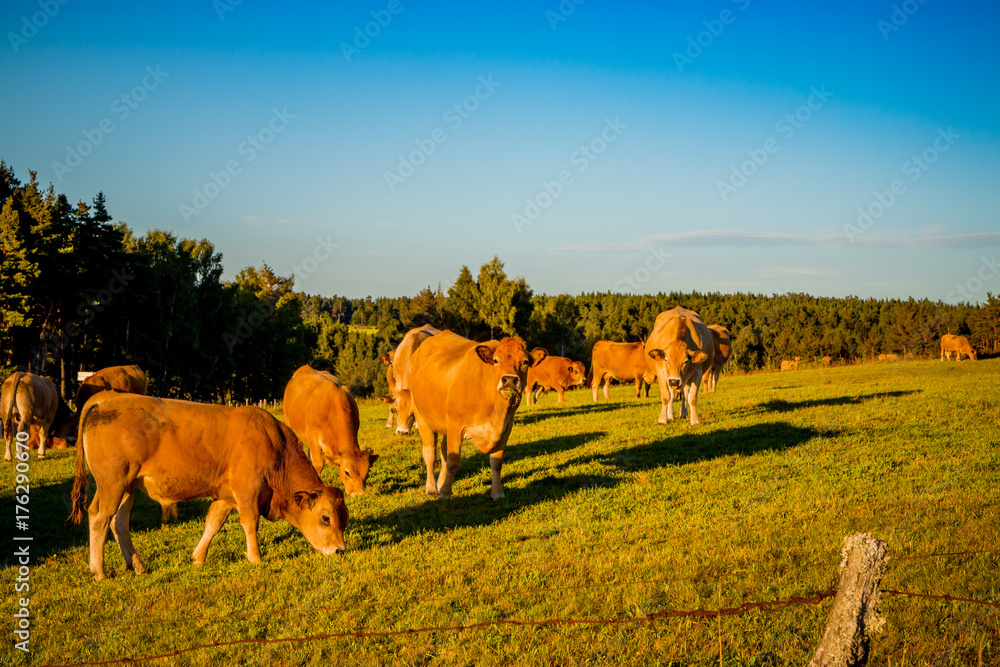 Troupeau de vaches dans le Cantal Troupeau de vaches dans le Cantal