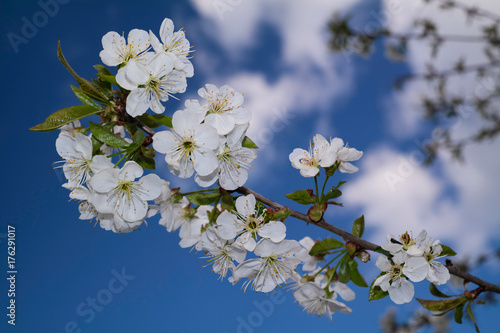 Kirschblüte