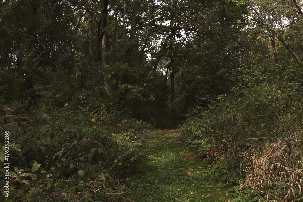 Fototapeta premium Path