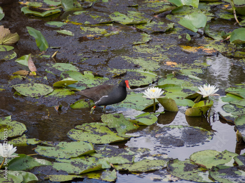 Fotografia Common Gallinule in a Florida Pond