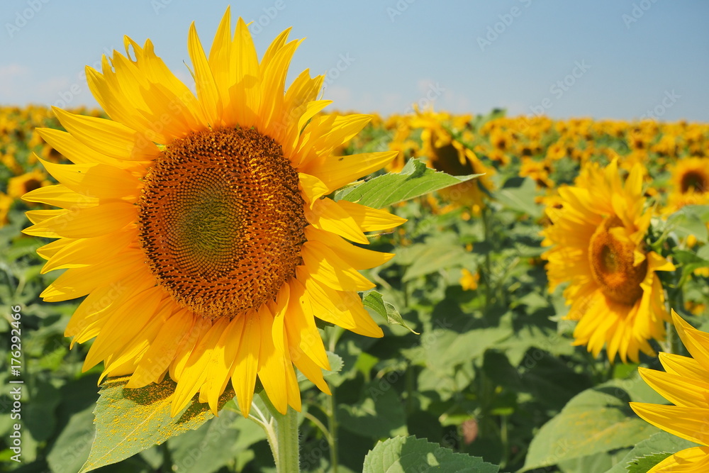 sunflower field