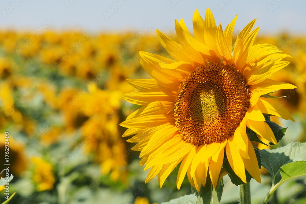 sunflower close sunflower close