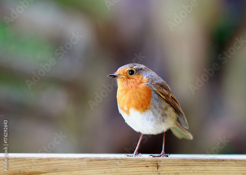 Photo Cute Robin Redbreast perched on a wooden fence
