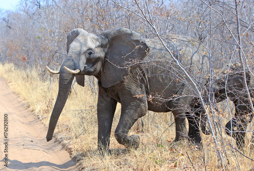 African Elephant running through the bush after being surprised by a game vehicle in Hwange