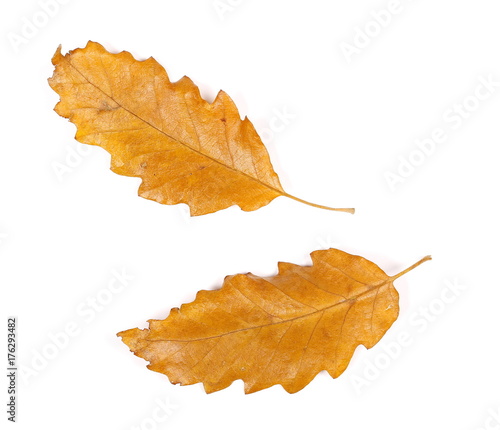 Yellow autumn oak leaf isolated on white background