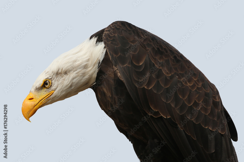 Obraz premium amerikanischer Wappenvogel Weißkopfseeadler guckt wie ein Geier nach unten