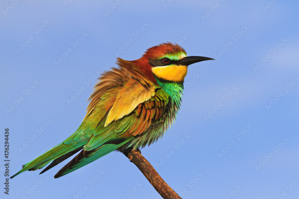 Obraz premium European colored bird sitting on a branch