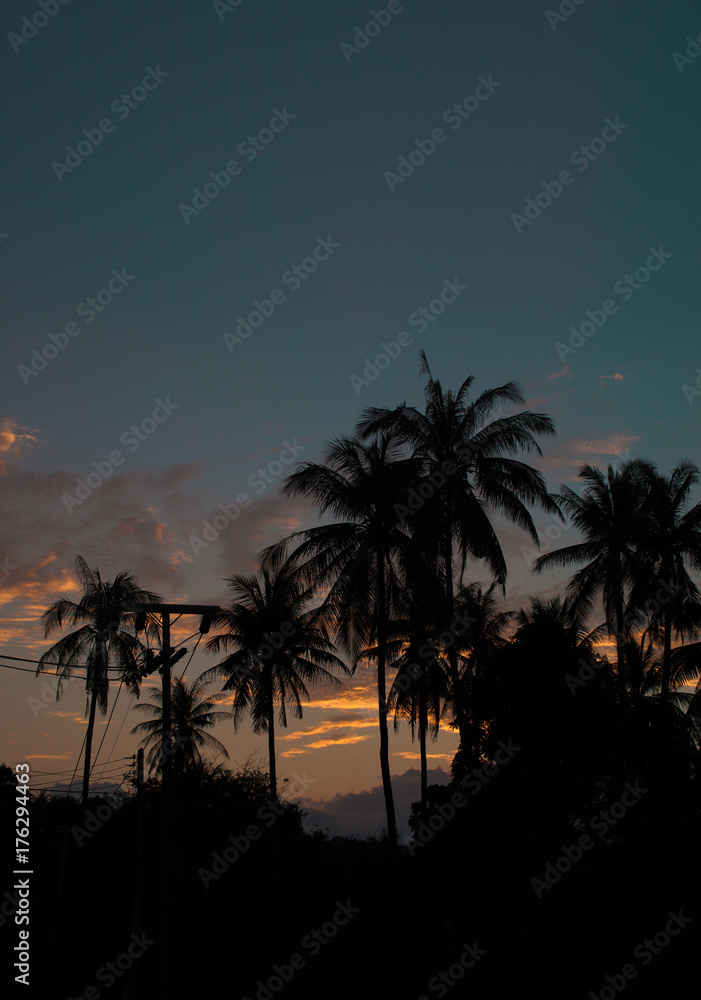 Beautiful shoot of palms and electric lines silhouette with sunrise sky background Beautiful shoot of palms and electric lines silhouette with sunrise sky background