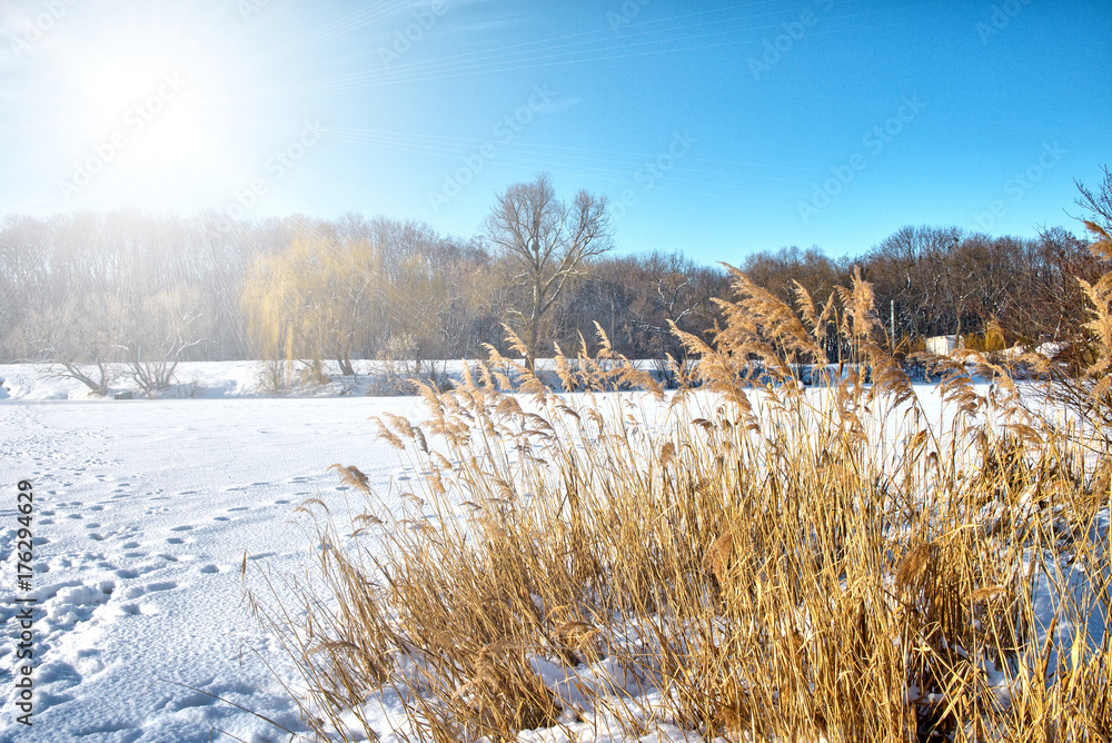 Beautiful winter landscape. Trees and snow on the blue sky background. Frosty day, The sun shines brightly