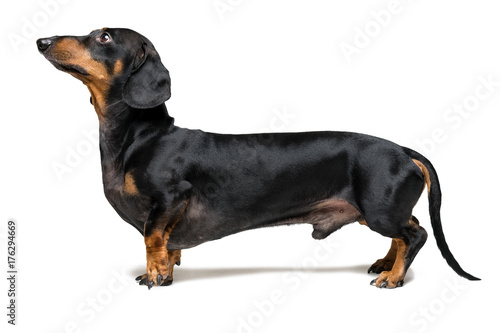 A dog (puppy) of the dachshund breed, black and tan, stands with a forepaw on a gray background