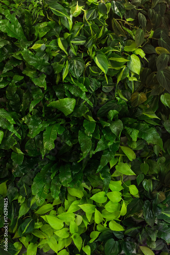Green background of fern leaves, plush and dieffenbachia. Exotic plants. Flat composition concept