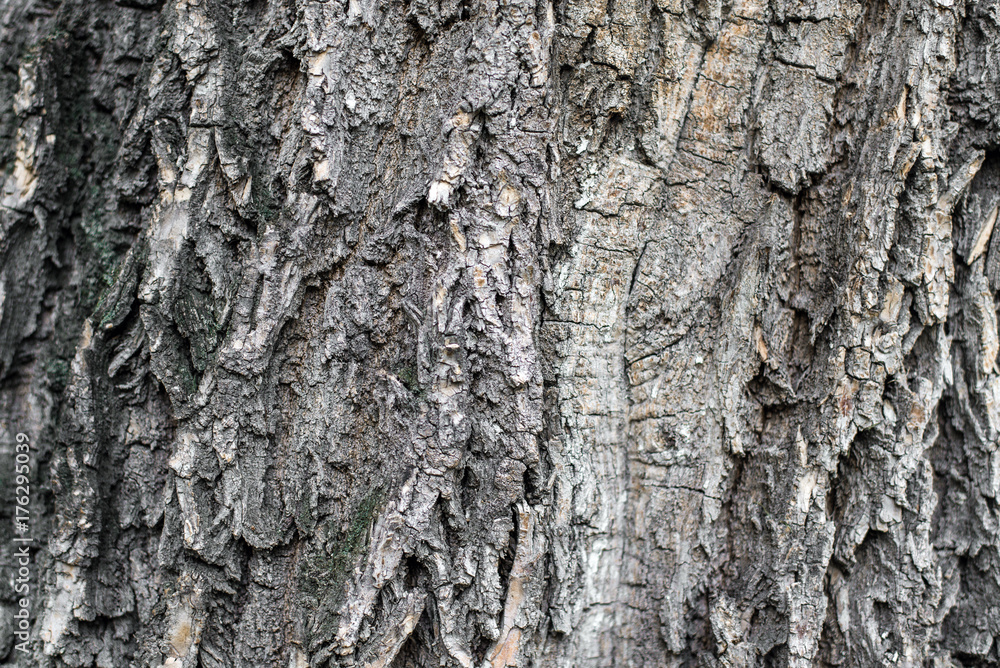 The bark of a tree close up The bark of a tree close up