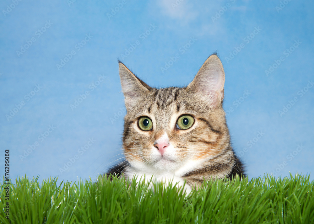 Close up portrait of a brown and tan stripped tabby kitten laying in green grass looking to viewers left. Blue background.
