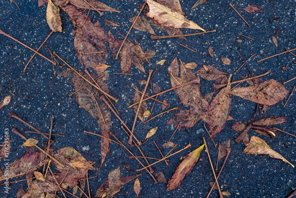 Autumn leaves puddle of blue asphalt