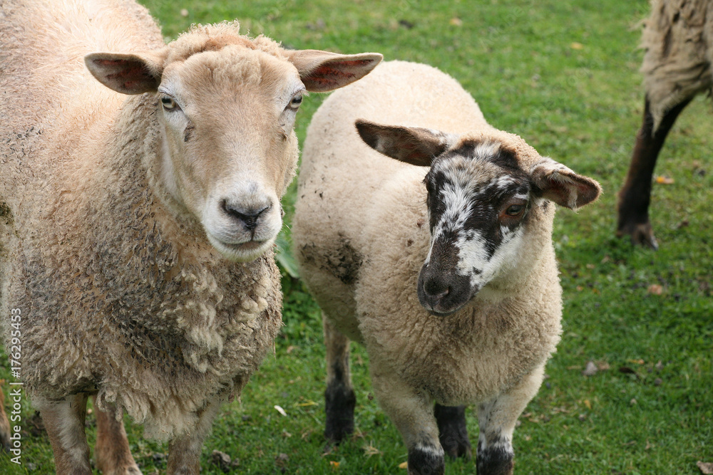 grazing sheep