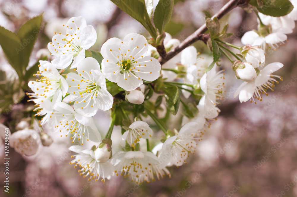 Obraz premium cherry blossoms outdoors