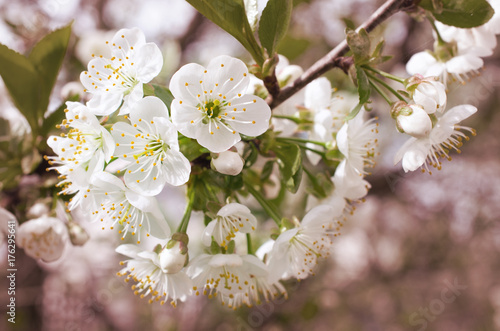 cherry blossoms outdoors