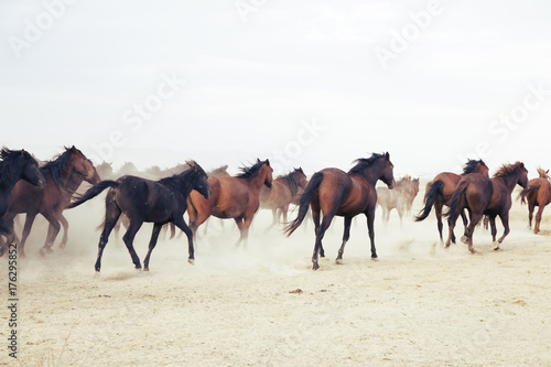 plain with beautiful horses in sunny summer day in Turkey. Herd of thoroughbred horses. Horse herd run fast in desert dust against dramatic sunset sky. wild horses 