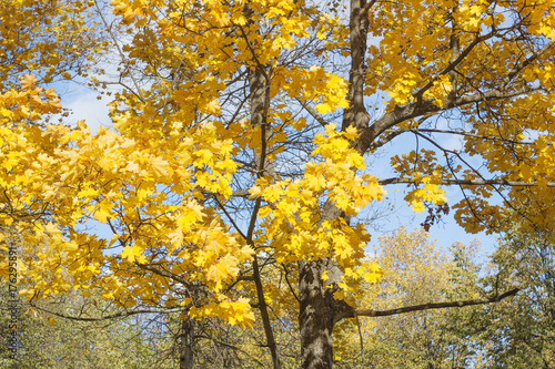 Background with Autumn Foliage