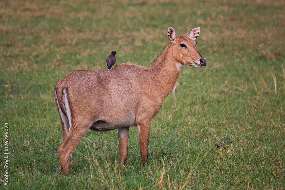 Female Nilgai with Brahminy myna sitting on her in Keoladeo National Park, Bharatpur, India Female Nilgai with Brahminy myna sitting on her in Keoladeo National Park, Bharatpur, India