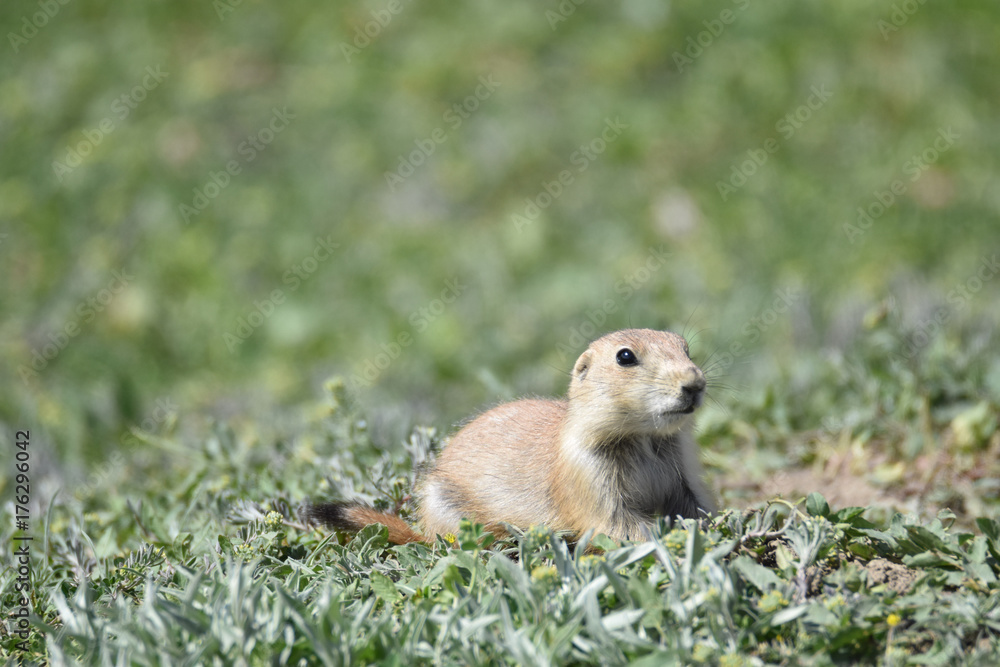 Prairie dog Prairie dog