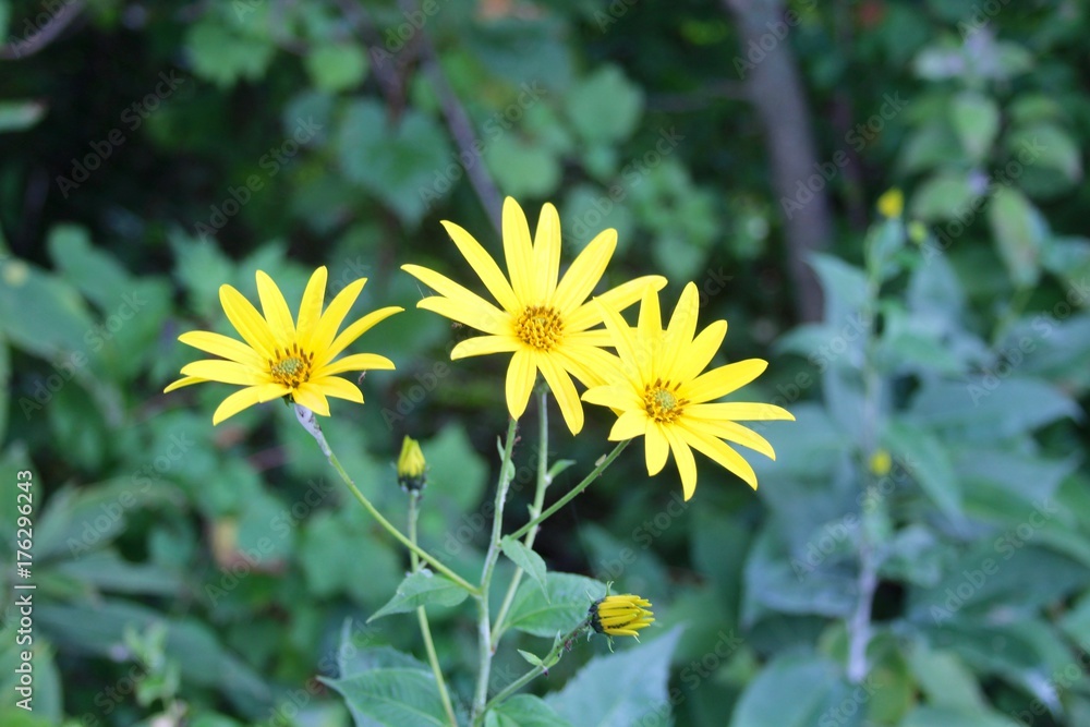 The yellow daisy flowers in the field on a close up view. The yellow daisy flowers in the field on a close up view.