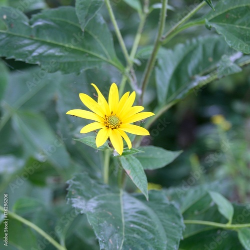 A single yellow flower in the field on a close up view. 