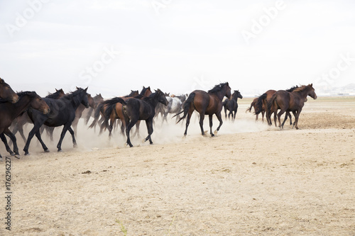 plain with beautiful horses in sunny summer day in Turkey. Herd of thoroughbred horses. mustang with steppe