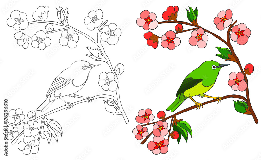 Japanese green bird sitting on sakura branch. Coloring book with colored example.