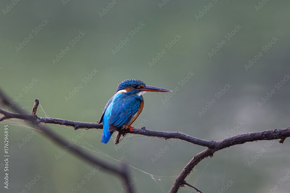 Common kingfisher (Alcedo atthis) sitting on a stick in Keoladeo Ghana National Park,  Bharatpur, India