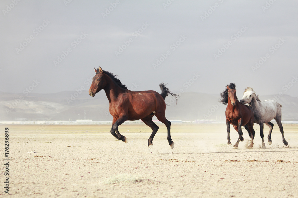 plain with beautiful horses in sunny summer day in Turkey. Herd of thoroughbred horses. Horse herd run fast in desert dust against dramatic sunset sky. wild horses plain with beautiful horses in sunny summer day in Turkey. Herd of thoroughbred horses. Horse herd run fast in desert dust against dramatic sunset sky. wild horses