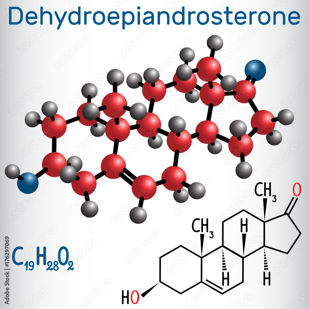 Dehydroepiandrosterone DHEA (androstenolone, endogenous steroid hormone