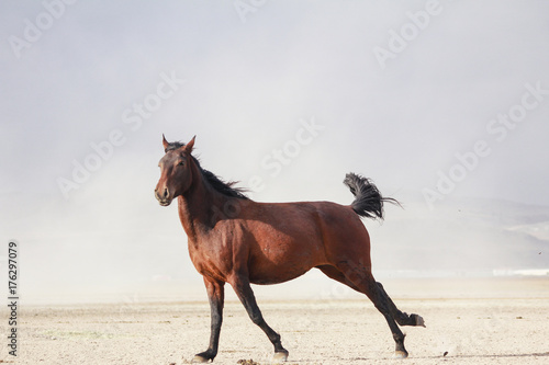 plain with beautiful horse in sunny summer day in Turkey. horse run fast in desert